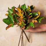 Magnolia Leaf Foliage Real Touch Leaf Stem