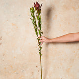 Protea Leucadendron Real Touch Flower Stem