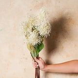 Protea Leucospermum Pin Cushion Real Touch Flower Stem