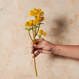 Sedum Spray Real Touch Flower Stem