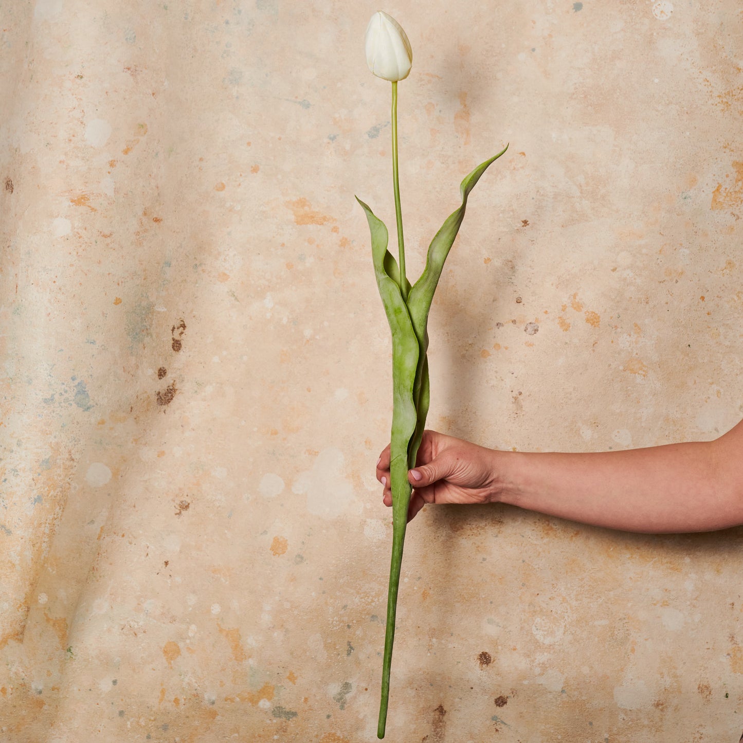 Tulip Flower Stem