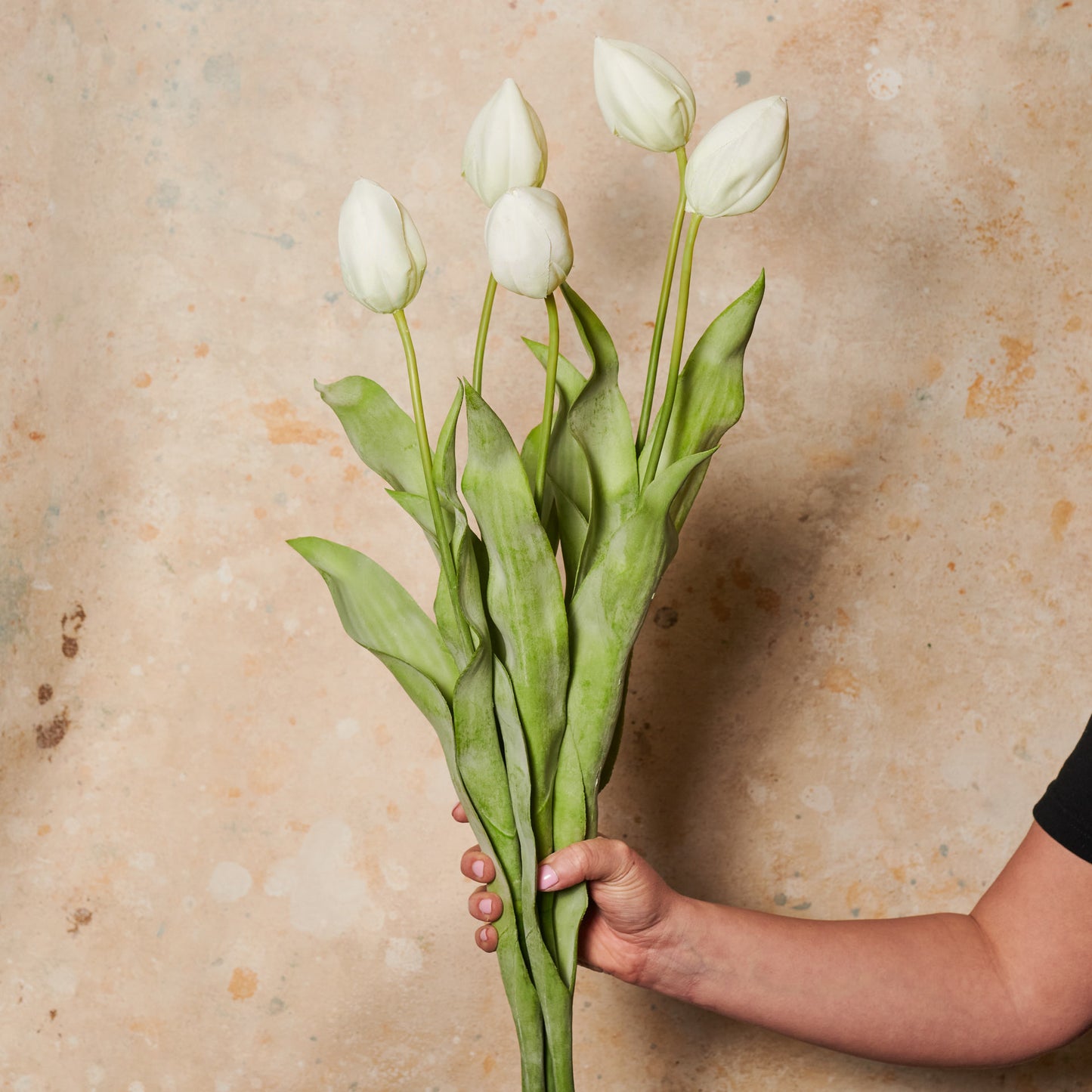 Tulip Flower Stem
