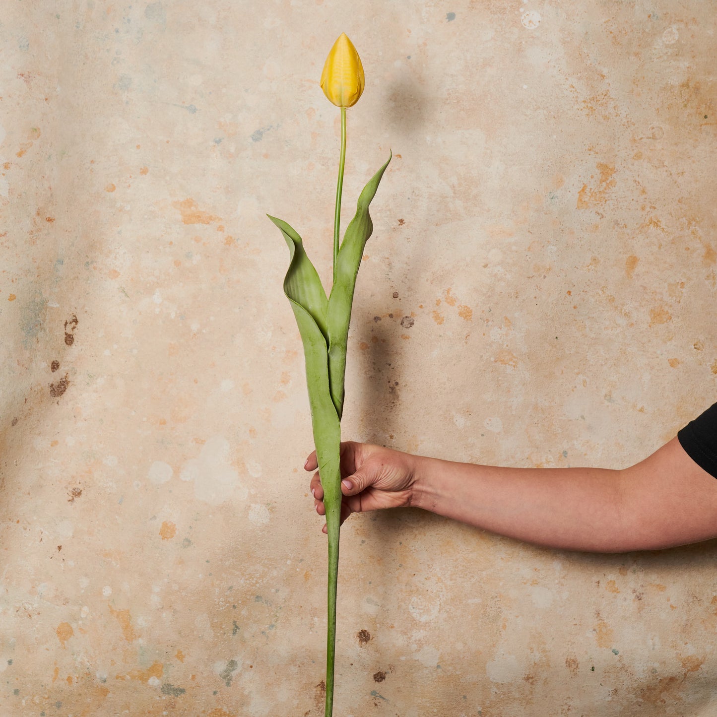Tulip Flower Stem