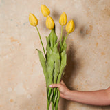 Tulip Flower Stem