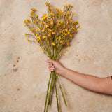 Wax Flower Real Touch Flower Stem