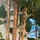 James Ficus Tree