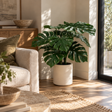 Julian Monstera Tree