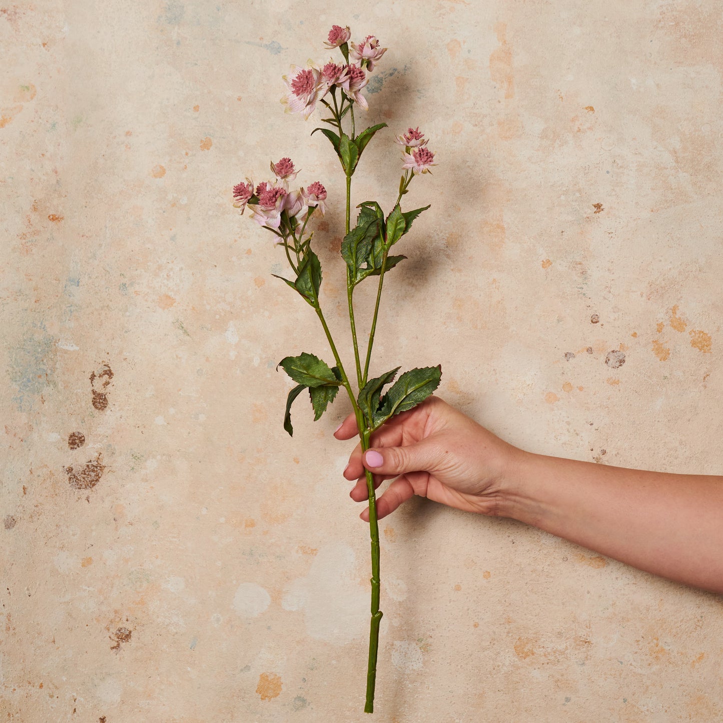 Astrantia Real Touch Flower Stem