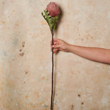 Banksia Baxteri Stem Real Touch Flower Stem