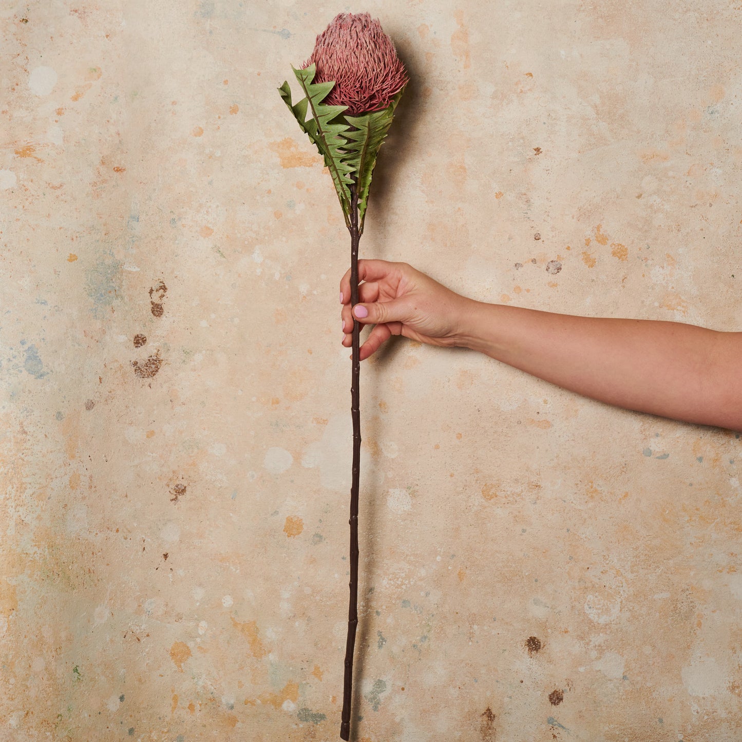 Banksia Baxteri Stem Real Touch Flower Stem