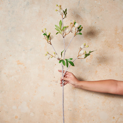 Blackwood Wattle Real Touch Flower Stem