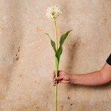 Parrot Real Touch Tulip Stem
