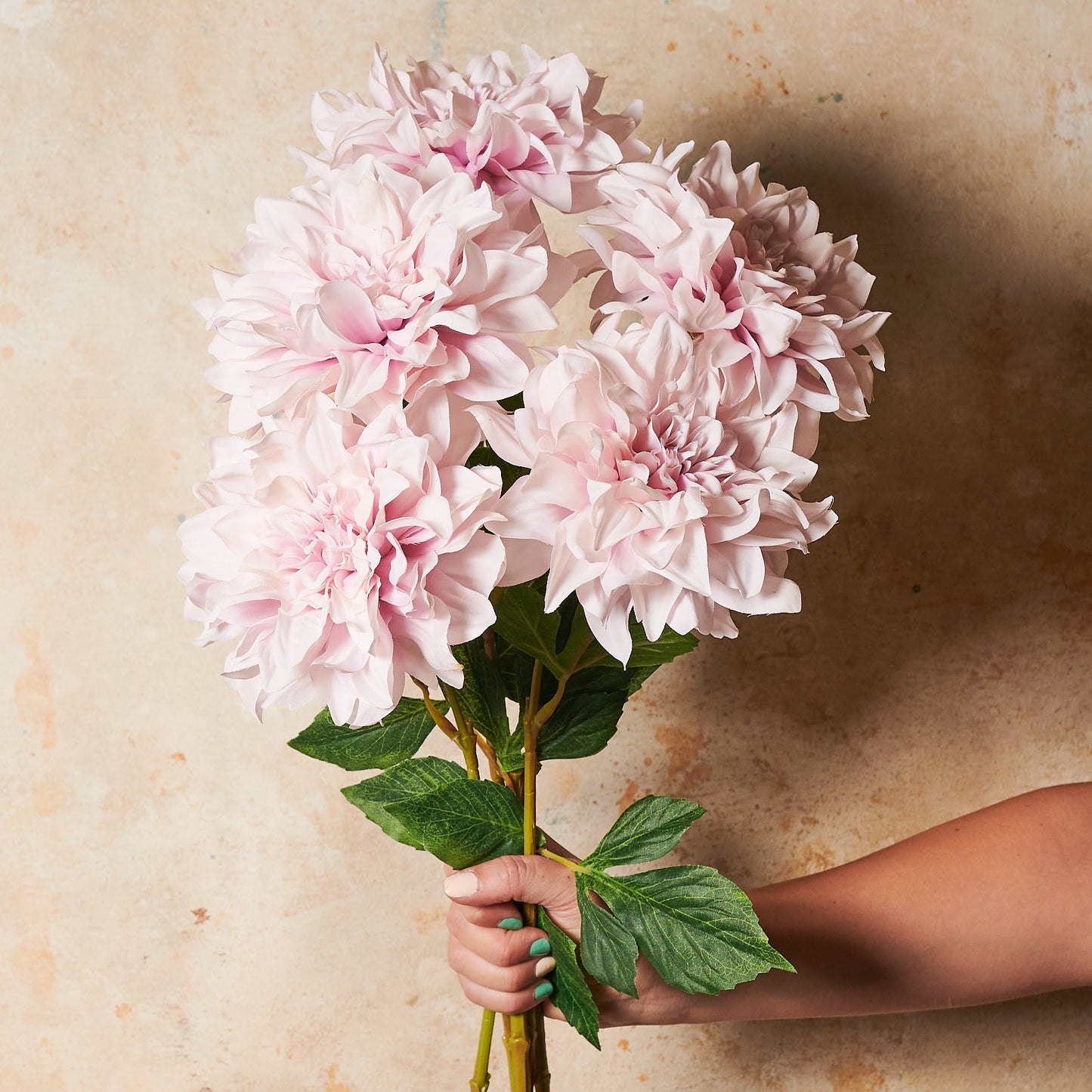 Dahlia  Flower Stem