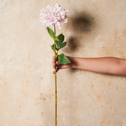 Dahlia  Flower Stem