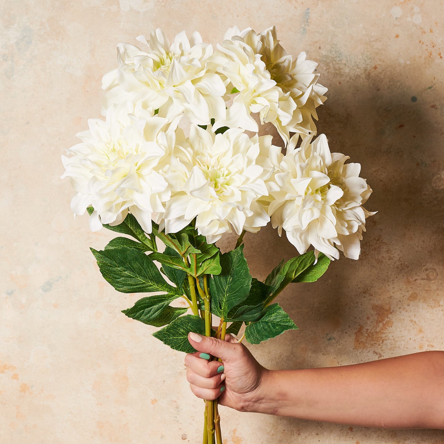 Dahlia  Flower Stem