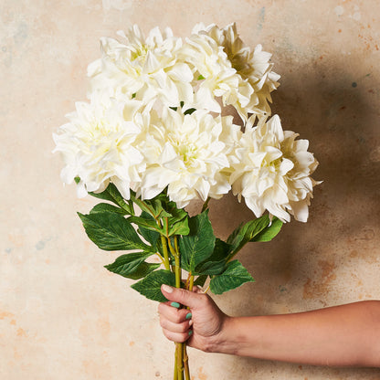 Dahlia  Flower Stem
