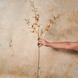 Dancing Orchid Real Touch