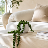 MYGIFT REAL TOUCH PLANT