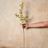 Eucalyptus Blossom Real Touch Flower Stem
