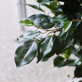 James Ficus Tree