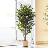 James Ficus Tree