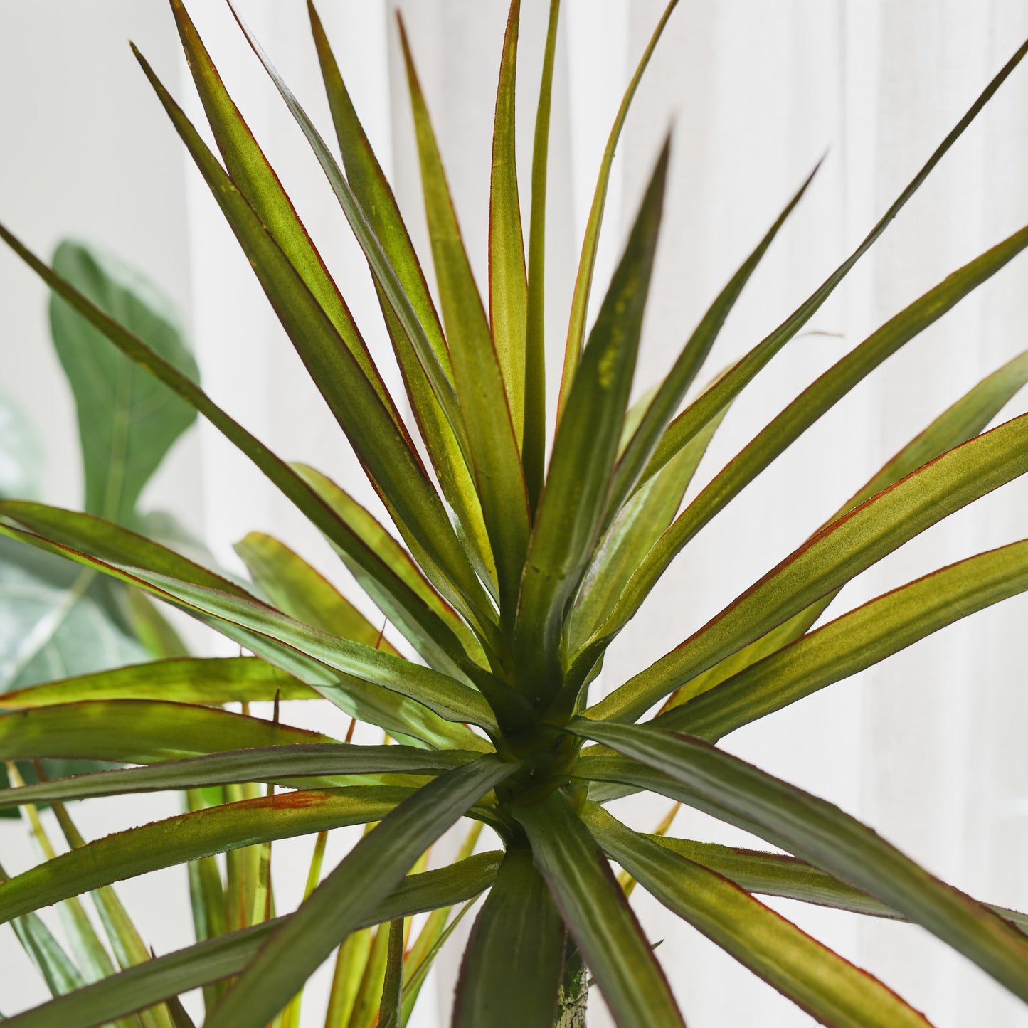 Cooper Yucca Tree and Pot