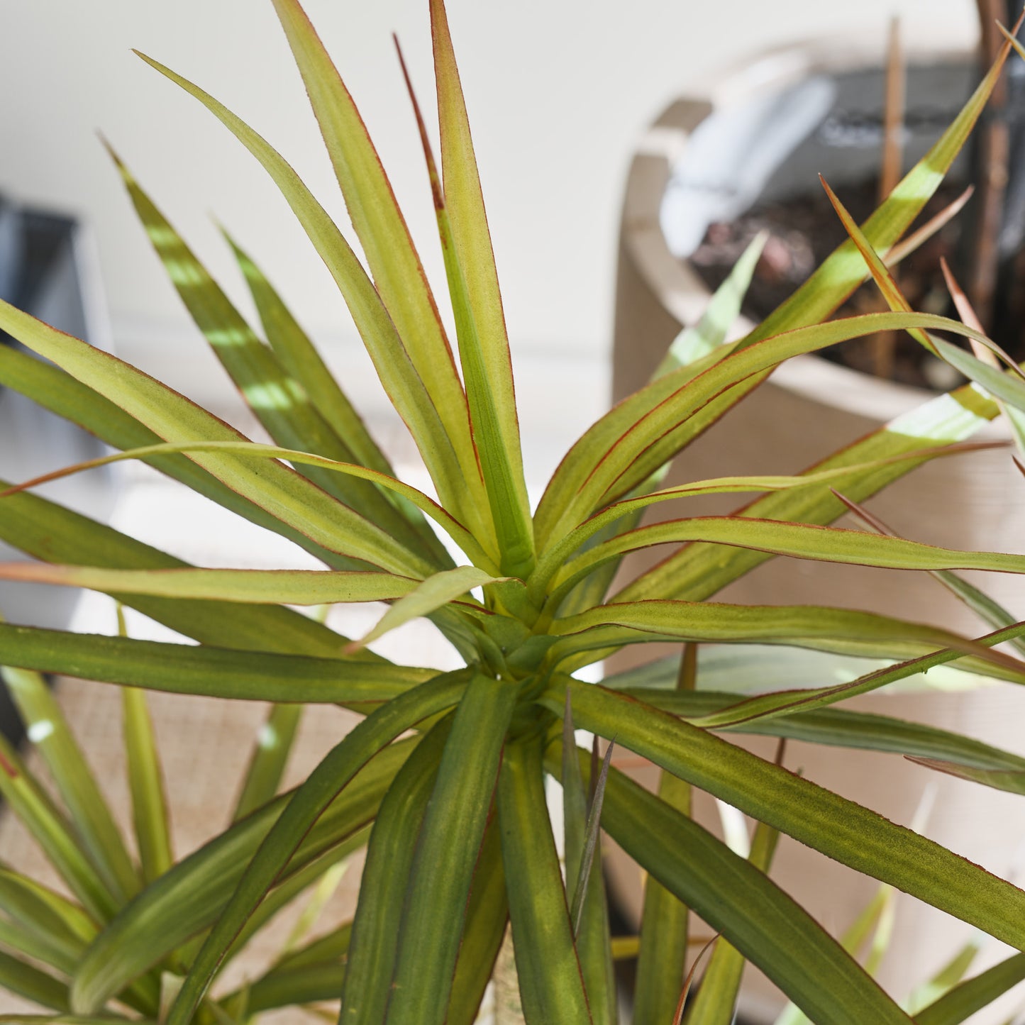 Cooper Yucca Tree and Pot