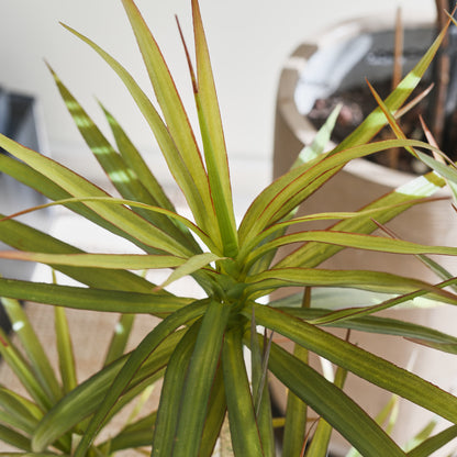 Cooper Yucca Tree and Pot