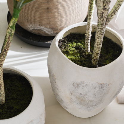 Cooper Yucca Tree and Pot