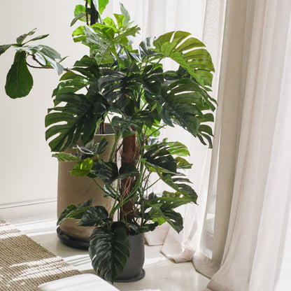 Reuben Monstera Tree and Pot