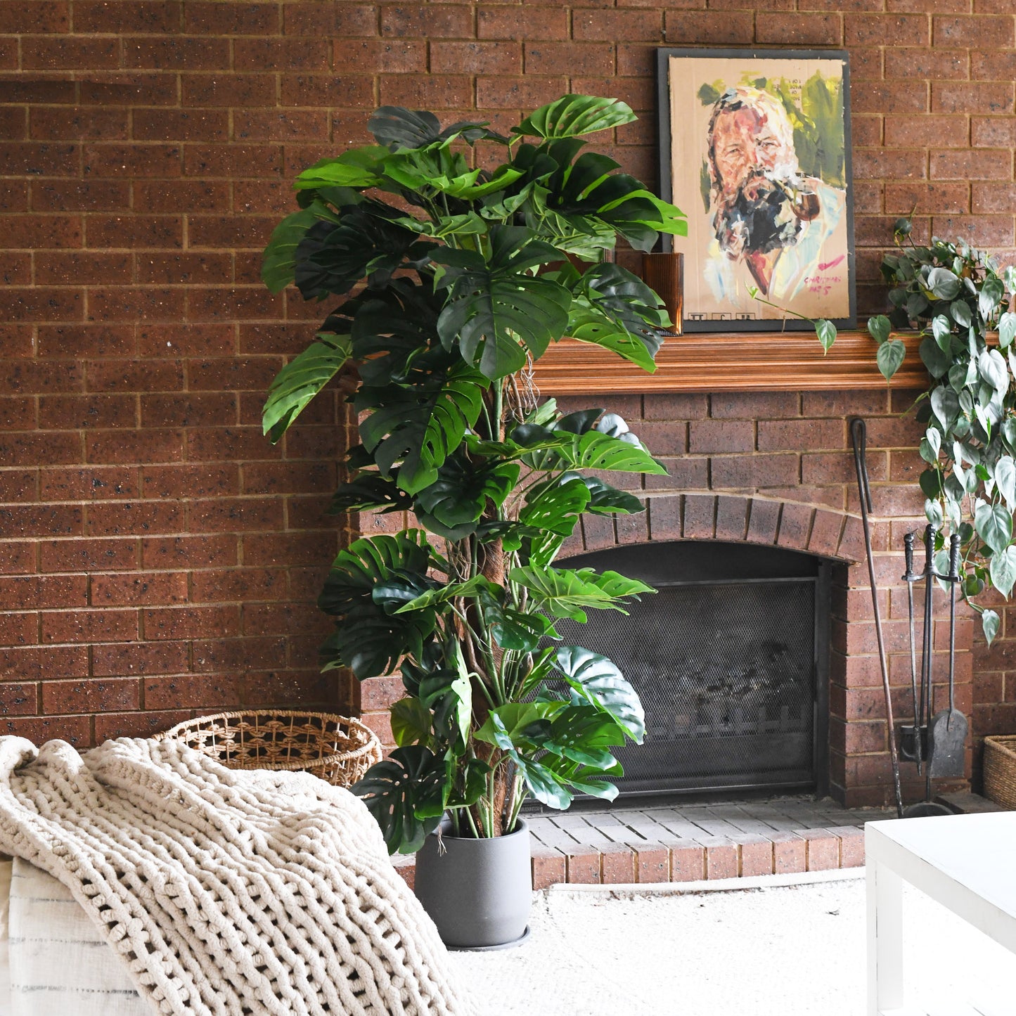 Reuben Monstera Tree and Pot