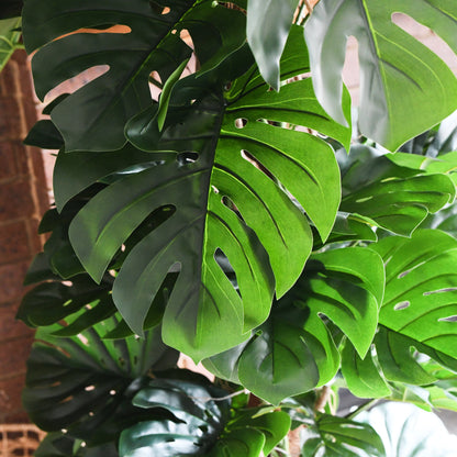 Reuben Monstera Tree and Pot