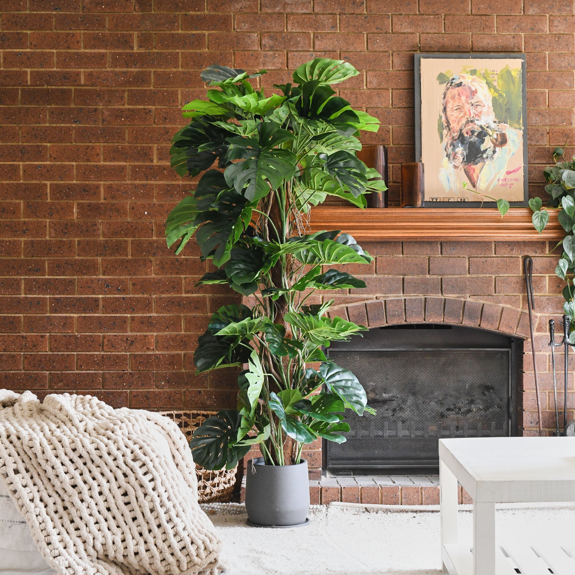 Reuben Monstera Tree