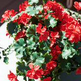 Geranium Outdoor Plant UV Resistant