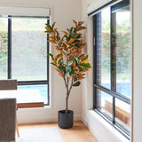 Brielle Magnolia Tree