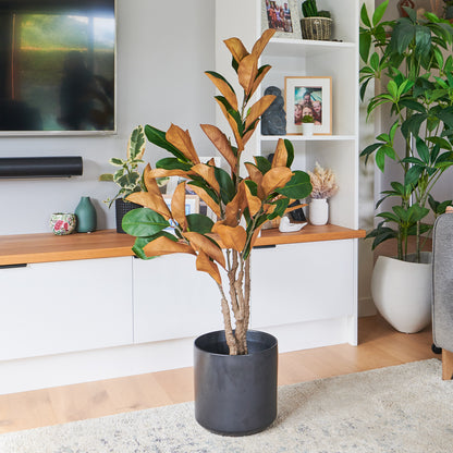 Brielle Magnolia Tree