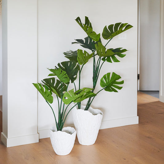 Jasper Premium Monstera Vine Tree