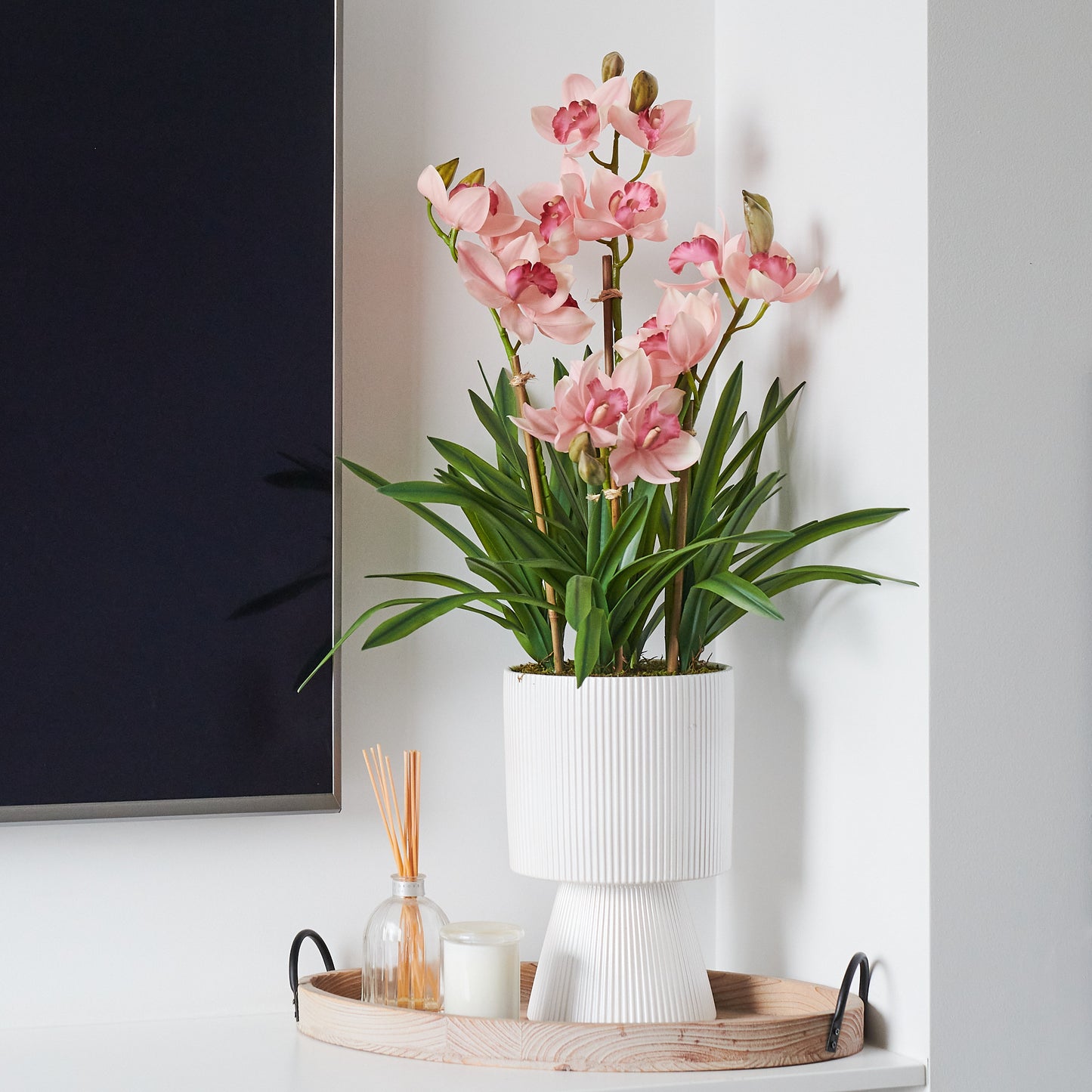 Eloise Cymbidium Orchid in Pot