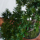 Dharma Bonsai