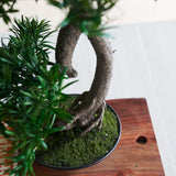 Shanti Bonsai