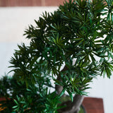Shanti Bonsai