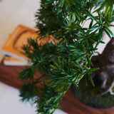Yugen Bonsai