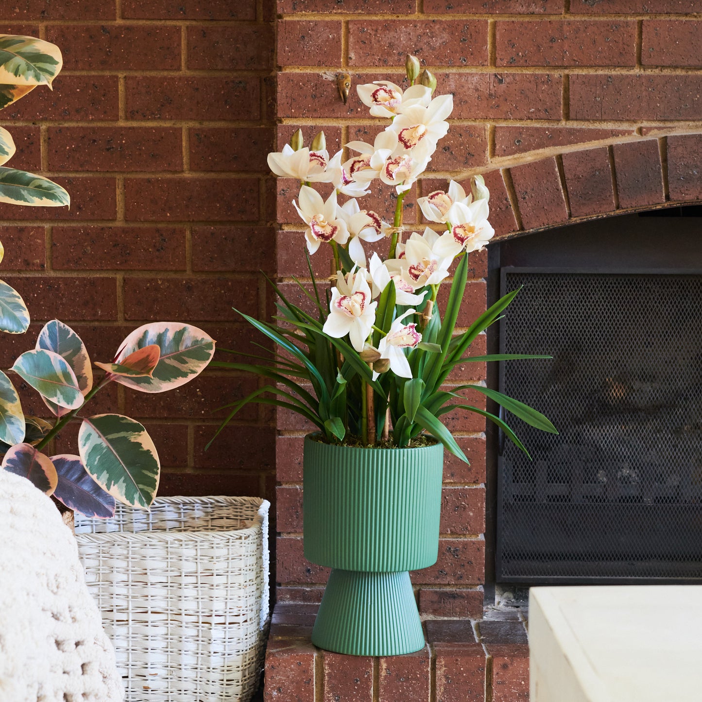 Eloise Cymbidium Orchid in Pot