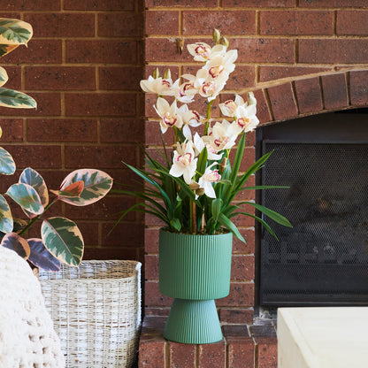 Eloise Cymbidium Orchid in Pot