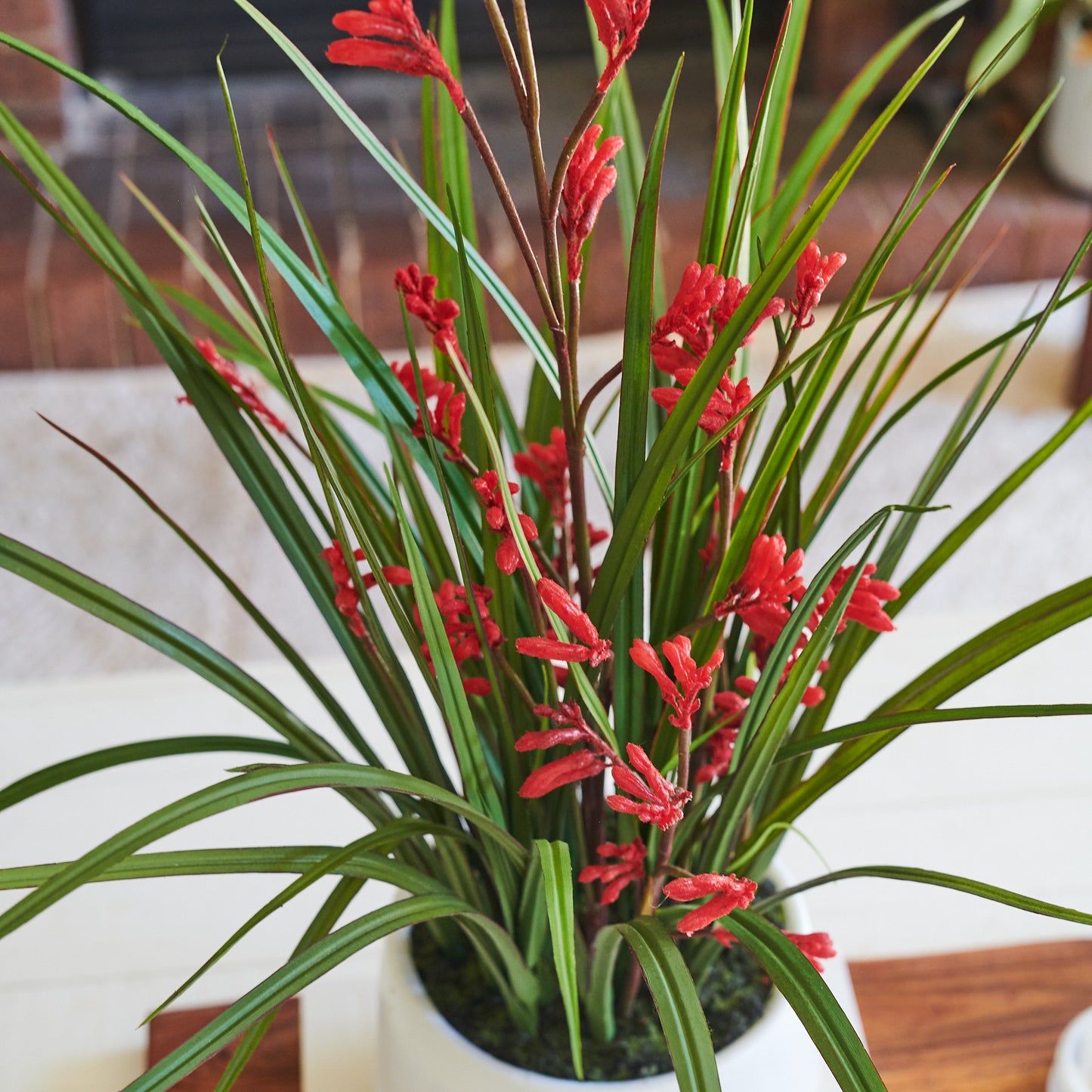 Angus Kangaroo Paw Plant with Pot