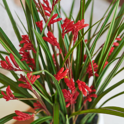 Angus Kangaroo Paw Plant with Pot