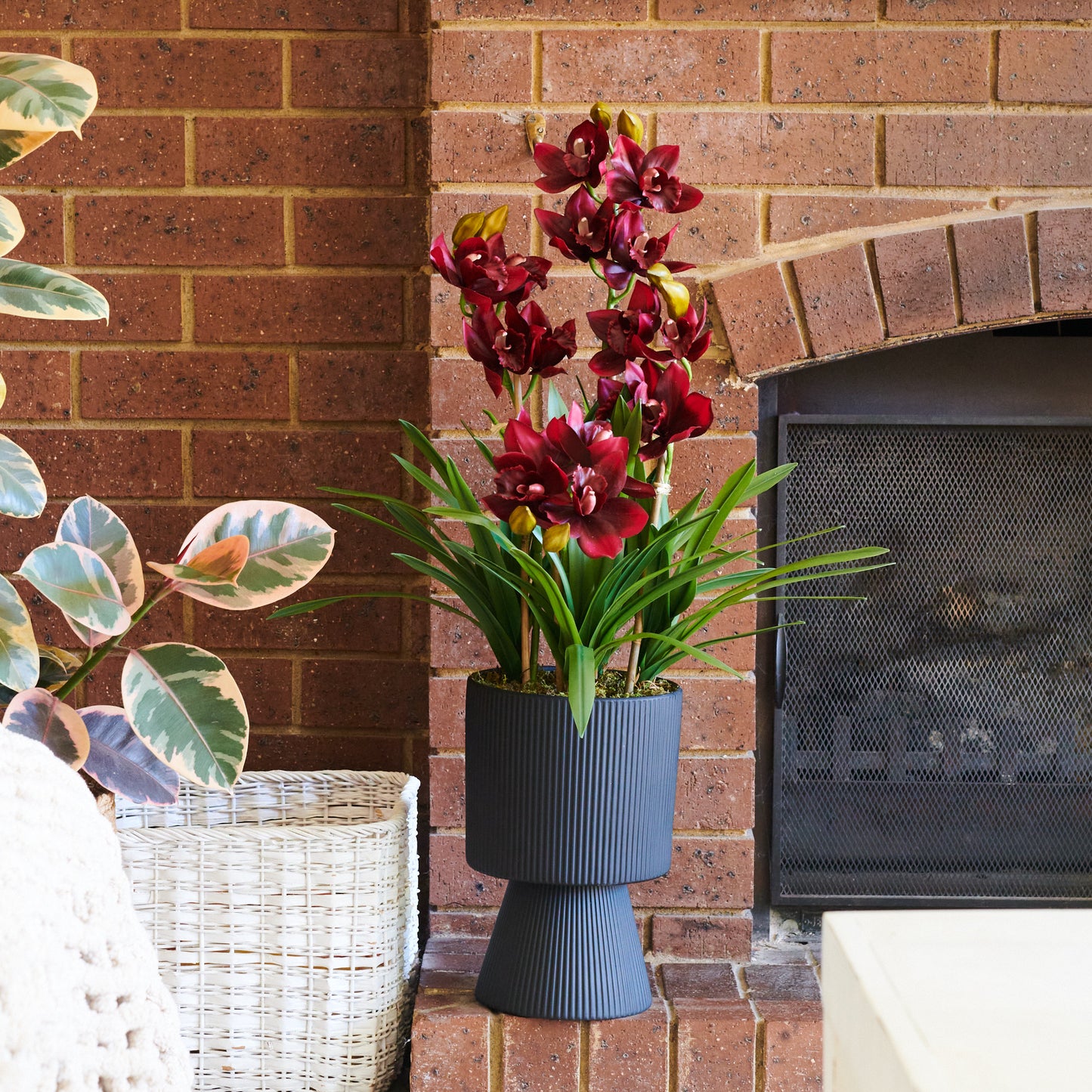 Eloise Cymbidium Orchid in Pot