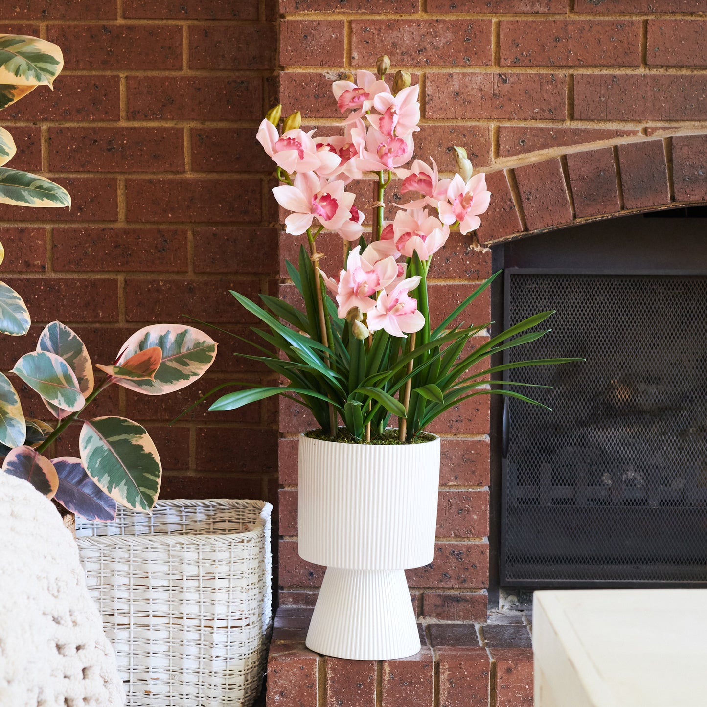 Eloise Cymbidium Orchid in Pot