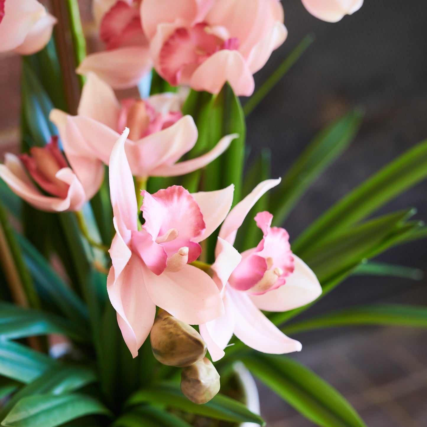Eloise Cymbidium Orchid in Pot