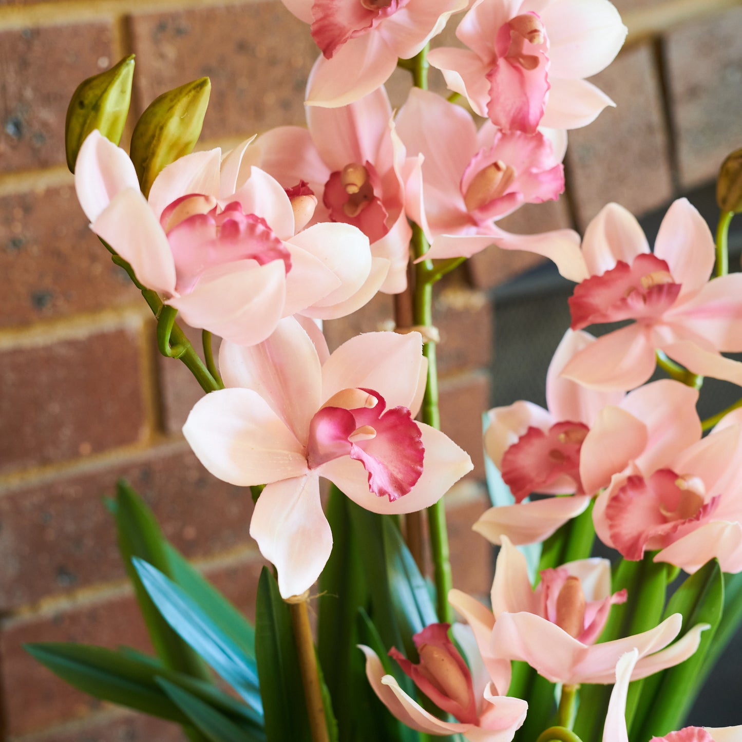 Eloise Cymbidium Orchid in Pot